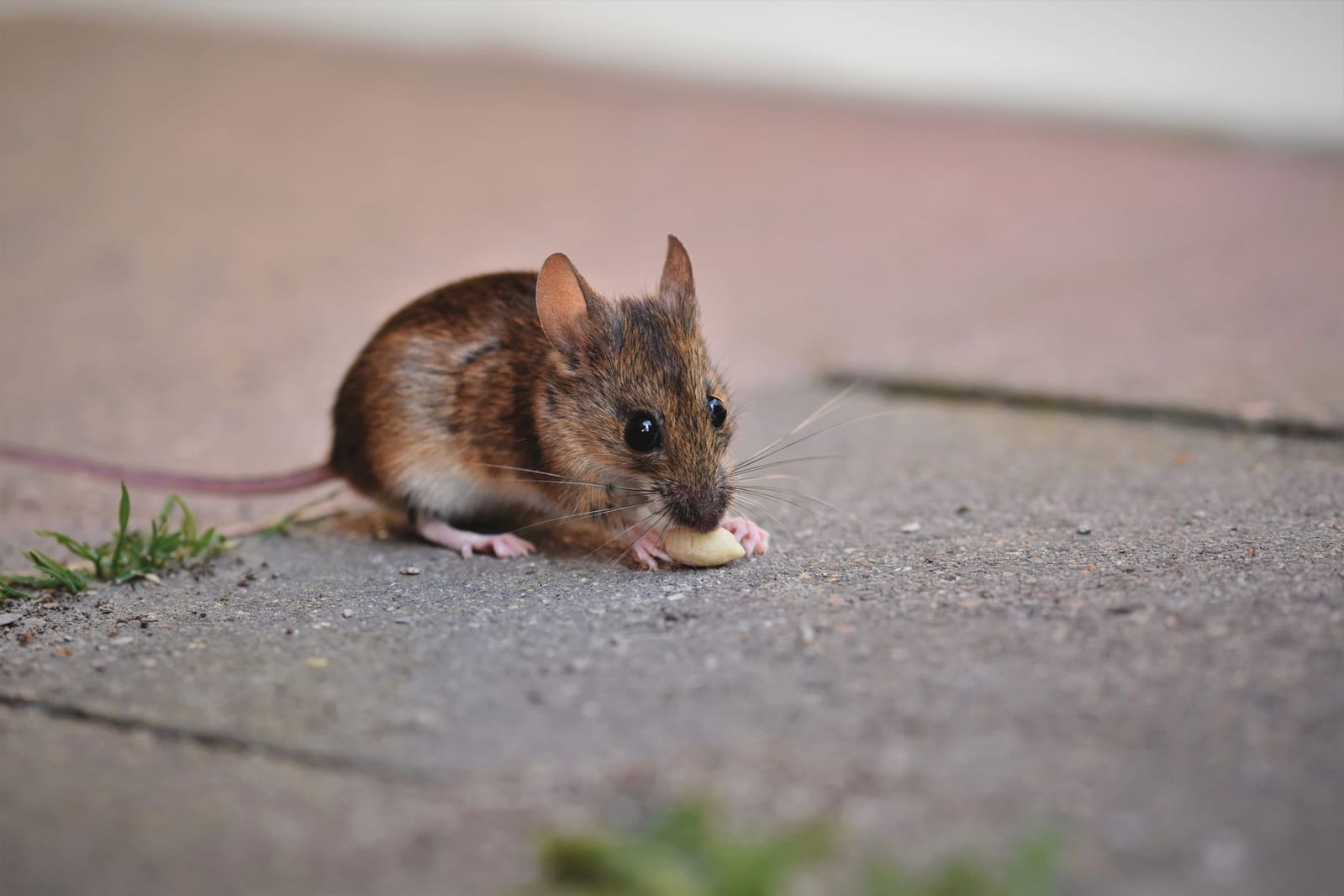 Rat & Mouse Control